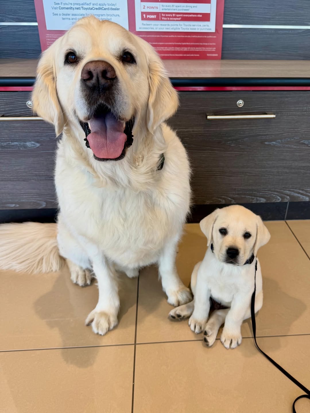 Bryson, a yellow Labrador puppy — photo 3
