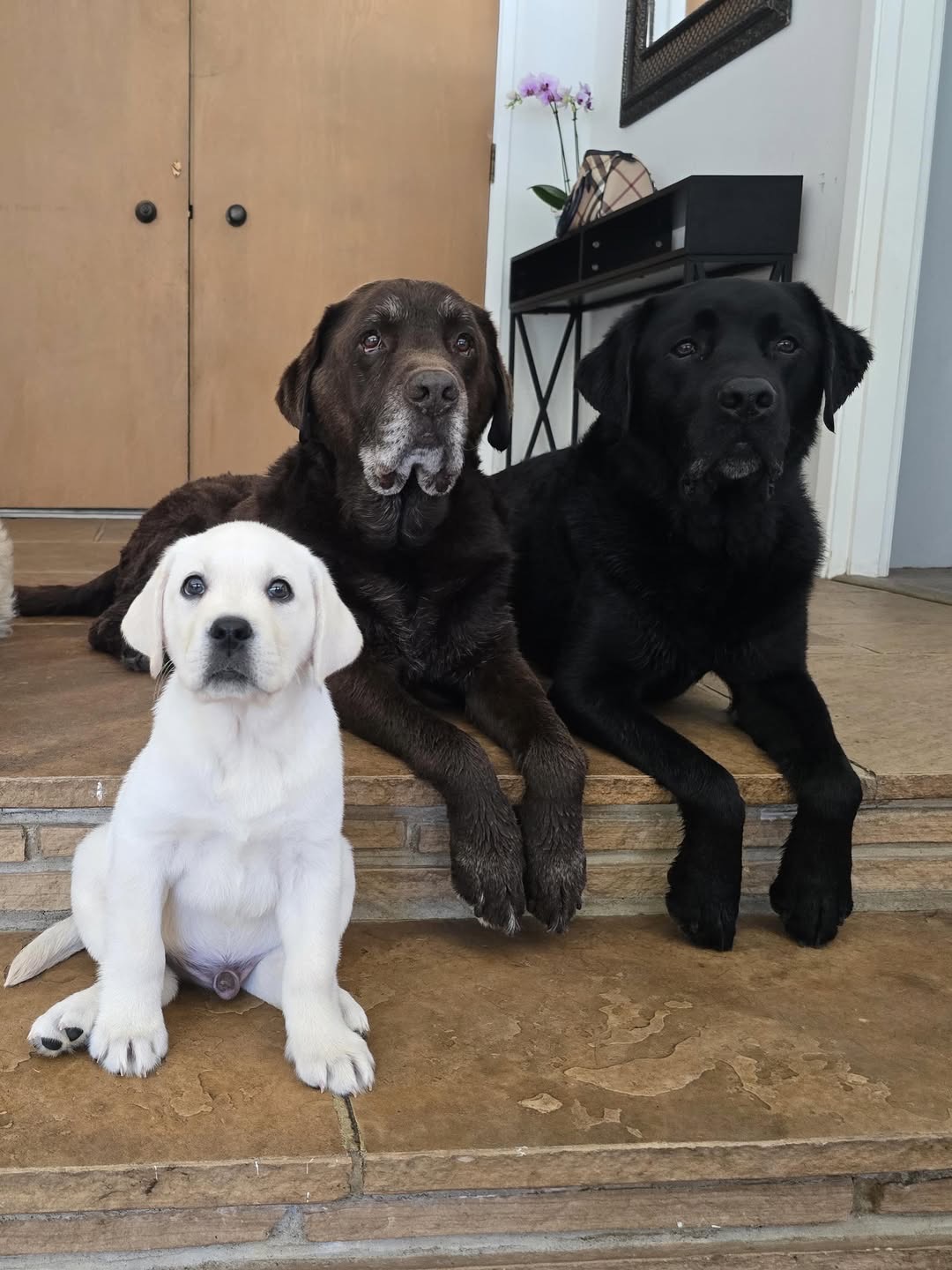 Bryson, a yellow Labrador puppy — photo 4