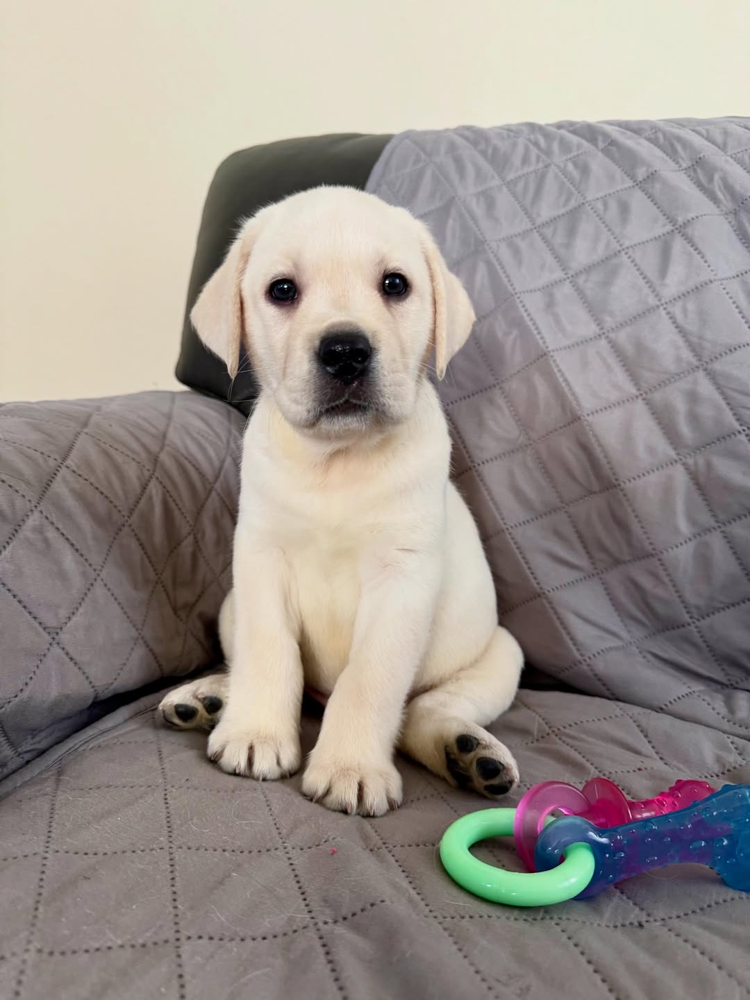 Bryson, a yellow Labrador puppy — photo 2