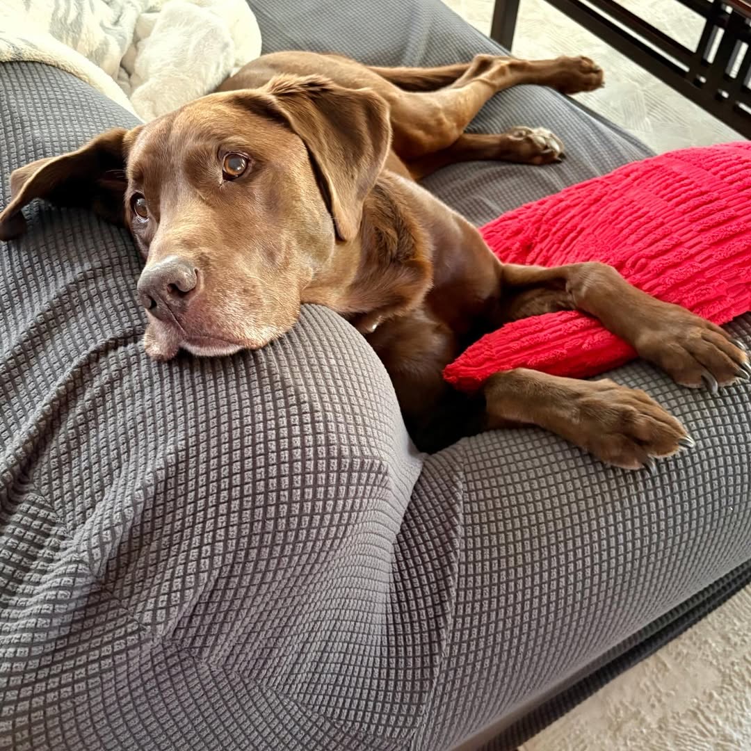 Clive, a chocolate Labrador — photo 2