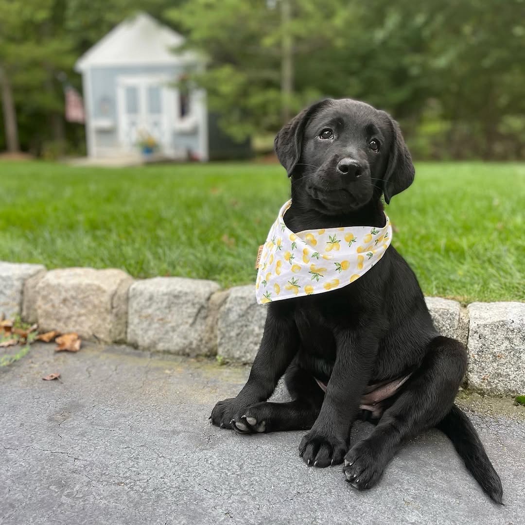 Gatsby, a black Labrador puppy — photo 2
