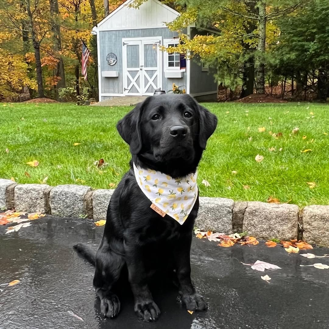 Gatsby, a black Labrador puppy — photo 4
